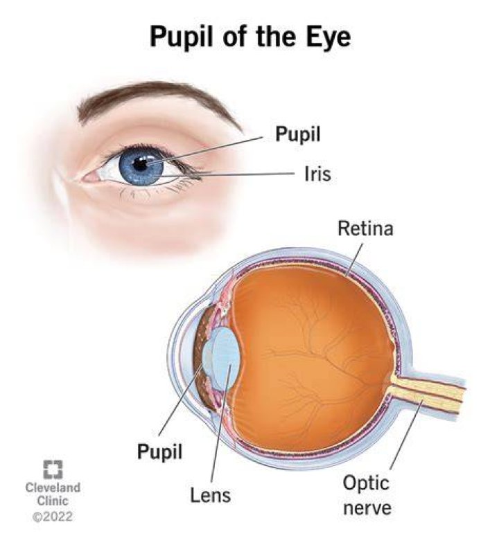 Why do we have pupils