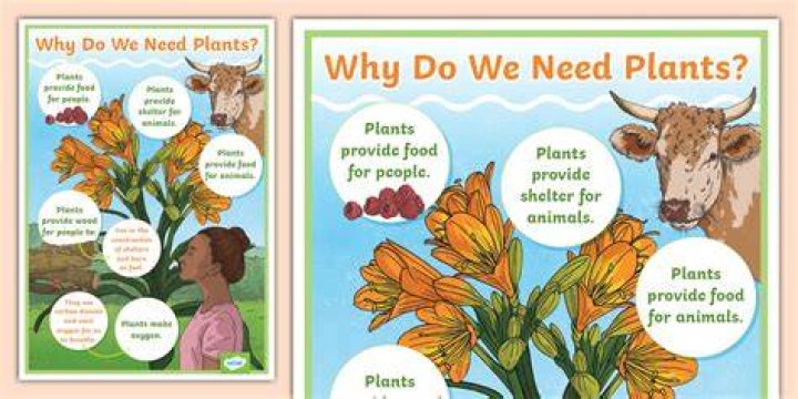 Why do we need plants