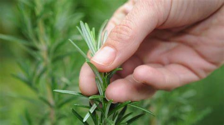 Why do you slap herbs