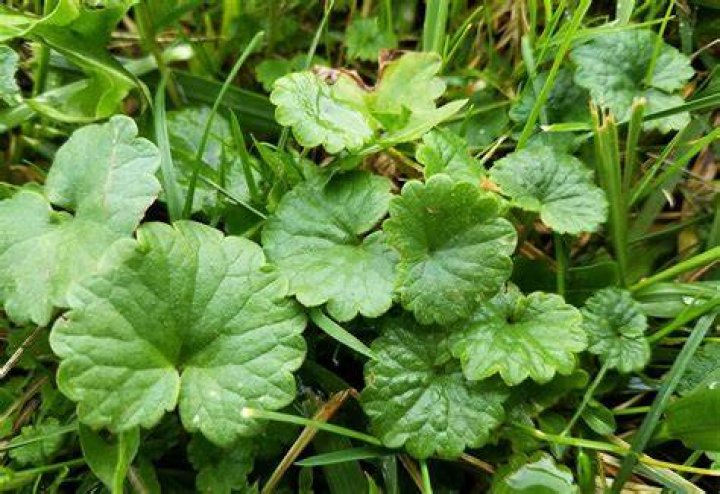 Why is ground ivy bad