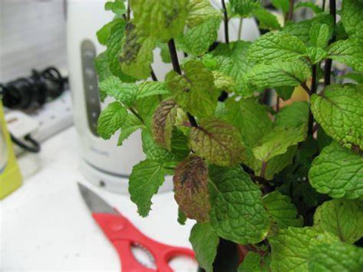 Why is my mint purple