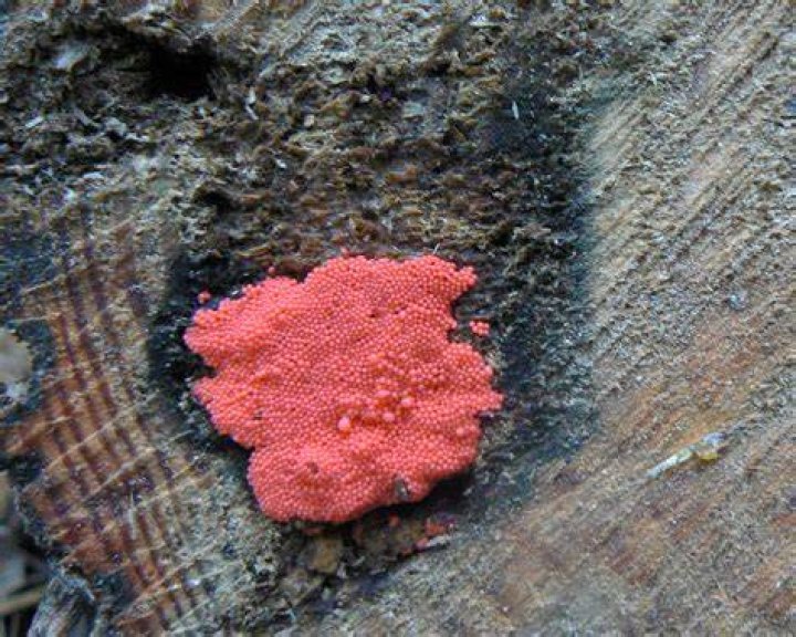 Why is my Mould pink
