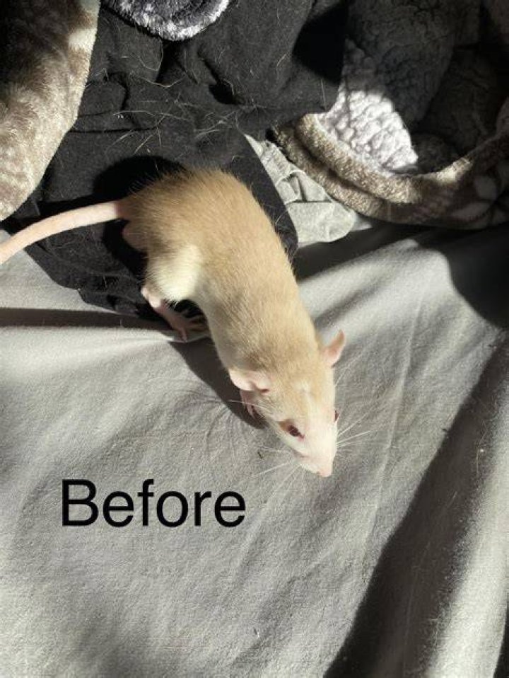 Why is my rat so cold