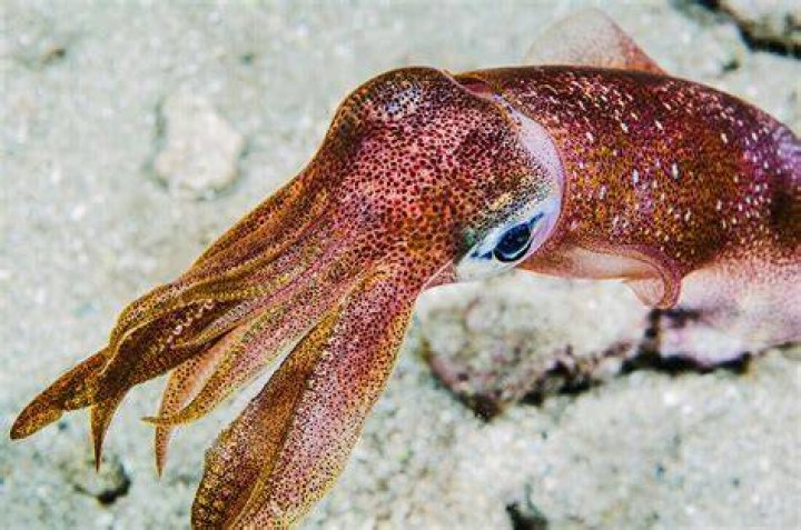 Why is my squid tough