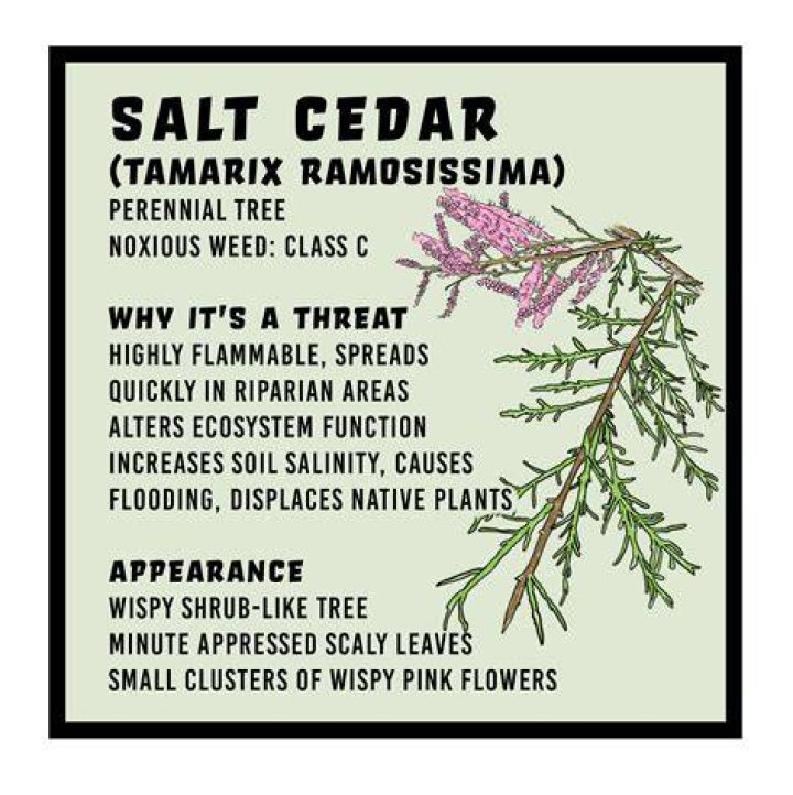 Why is salt cedar bad