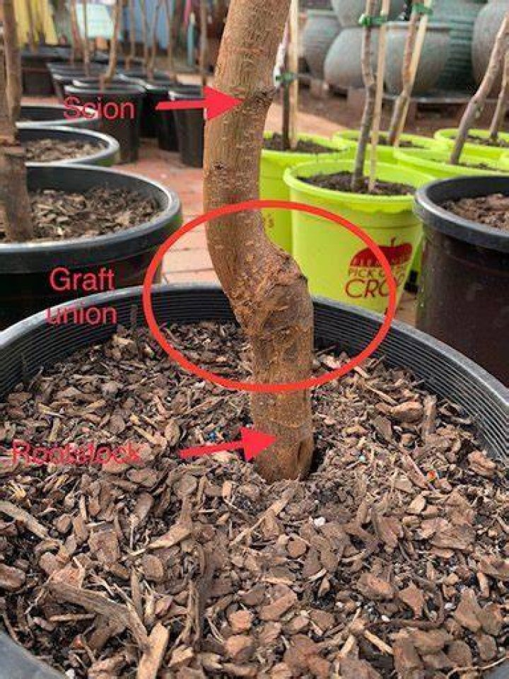 Why trees are grafted