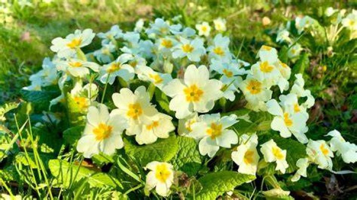 Will primroses spread