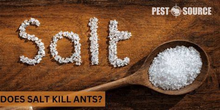 Will salt kill an ant